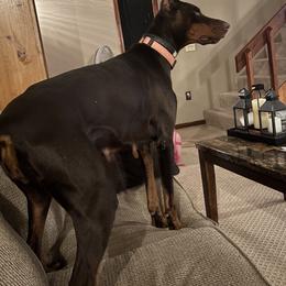 Envy - Doberman Pinscher