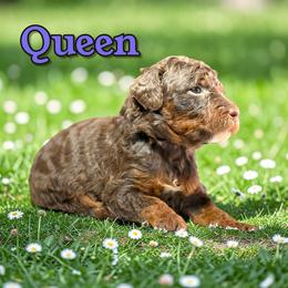 Queen - Phantom female Poodle puppy in Pink Hill, North Carolina from Boodle's Standard Poodles