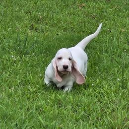 Zoey - Lemon and white female Basset Hound puppy in Denison, Texas from Emma Lou's Baby Bassets