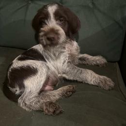 Boy 1 - Brown and gray male Wirehaired Pointing Griffon puppy in Springfield, Missouri from Liberty Griffons