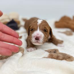 Little Bear - Red  male Goldendoodle puppy in New Harmony, Indiana from Cottonwood Farms