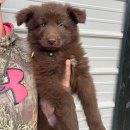 Girl 4 Pink collar - Liver female German Shepherd puppy in Pelham, North Carolina from P & P Shepherds