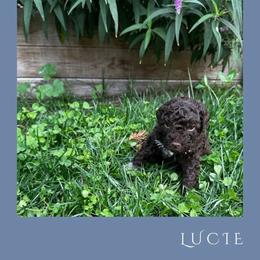 Girl 2 - Brown female Lagotto Romagnolo puppy in Salida, California from Harper's Lagotti