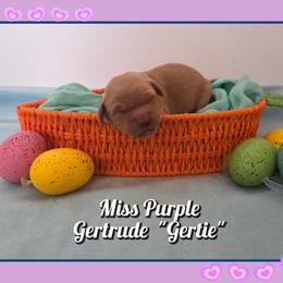 Gertrude (Gertie) - Dark golden female Golden Retriever puppy in Driggs, Idaho from SK Golden Retrievers