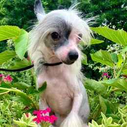 Bitsy - Black and white female Chinese Crested puppy in Lutz, Florida from Halcyon Chinese Cresteds