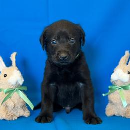 Mr. Olive - Black male Labrador Retriever puppy in Overton, Nevada from Sinfully Sweet Kennel