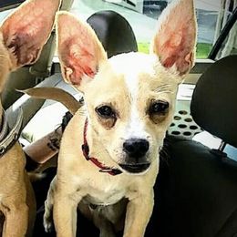Chihuahuas from Stacey Saxton's Chihuahuas
