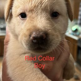 Goldendoodle Puppies from YankeeDoodles