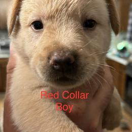 Goldendoodle Puppies from YankeeDoodles