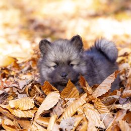 Bright - Wolf sable male Pomsky puppy in Moultonborough, New Hampshire from Foxfire Arctic Spitz