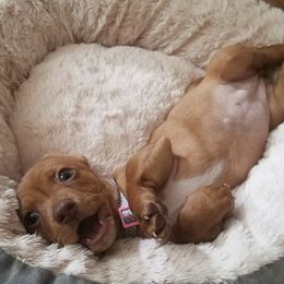 Dachshunds from All Things Dachshund