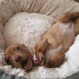 Dachshunds from All Things Dachshund
