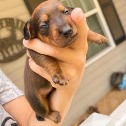 Cedar AKC curly tail 3000 - Sable male Dachshund puppy in Indian Trail, North Carolina from Hilda’s Teenie Weenies