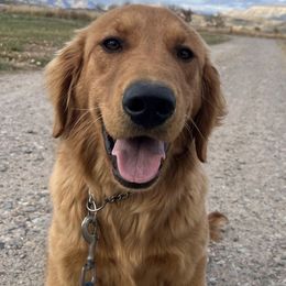 Jester - Golden Retriever