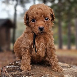 Prince - Red  male Goldendoodle puppy in Pittsburg, Texas from Grace Springs Goldendoodles