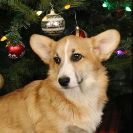 Roxie - Pembroke Welsh Corgi