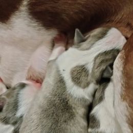 Boy 3 - Boston Terrier puppy in Superior, Arizona from BostonTerriersAZ