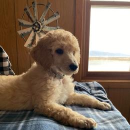 Eddy (EDMUND) - Grey Collar Boy - Apricot male Poodle puppy in Charlo, Montana from Heavenly Hilltop Farm