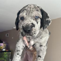 Great Dane Puppies from Ashli’s Great Danes
