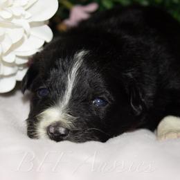 Emerald - Black tri-color female Australian Shepherd puppy in Placerville, California from BFF Aussies