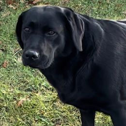 Bristol - Labrador Retriever