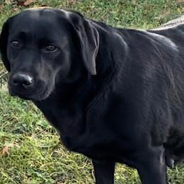 Bristol - Labrador Retriever