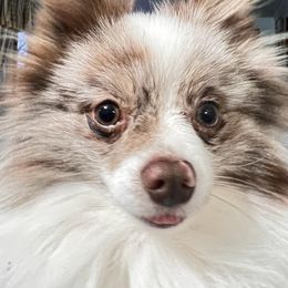 Zeke - Pomeranian