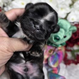 Blue boy - Black male Shih Tzu puppy in Buda, Texas from Vickie's Shih Tzus