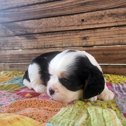 Remi - Tri-color female Cavalier King Charles Spaniel puppy in Stockdale, Texas from Great Oaks Farm Cavaliers