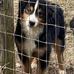 Boy6 - Black tri male Miniature American Shepherd puppy in Harmony, North Carolina from Carolina Pride Aussies