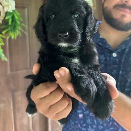 Dakota - Black and white male Bernedoodle puppy in Thornville, Ohio from Four Front Doodles & Friends