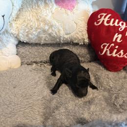 Poodle puppies from Caloosa Toy Poodles