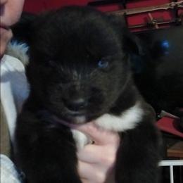 Blue - Black and white male Siberian Husky puppy in Porter Corners, New York from Twisted Gemstone Exotics