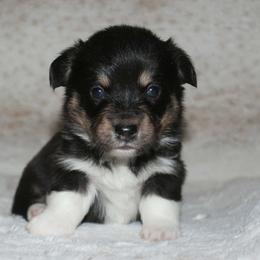 Cali - Black and tan female Pembroke Welsh Corgi puppy in Washington from Castle View Royal Rumps