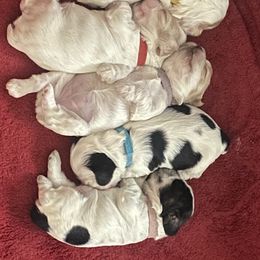Cocker Spaniel Puppies from Lady K Cocker Spaniels