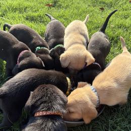 Labrador Retriever puppies from Matthew's Labrador Retrievers