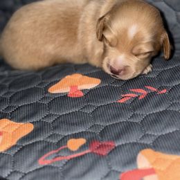 Teddy - Cream male Dachshund puppy in Florida from Doxie Rugrats