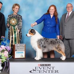 Benny - Australian Shepherd