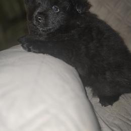 BUDDY - Black male Keeshond puppy in Tipton, Indiana from Keeshond Country Paradise