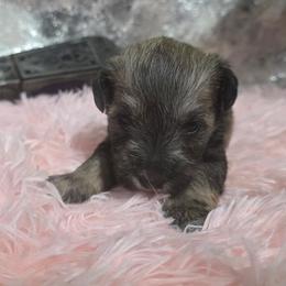 Flora - Liver female Miniature Schnauzer puppy in Neosho, Missouri from Star Light Pups