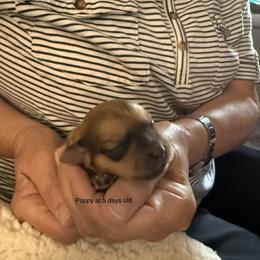 Poppy - Red sable female Havanese puppy in Hudson, New York from Havanese of Claverack and Hudson Valley Labradors