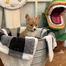 Green Collar - Red male Pembroke Welsh Corgi puppy in Darlington, Wisconsin from D&D P.W.Corgi's
