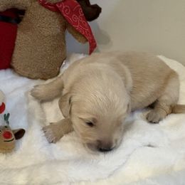 Benny - Light golden male Golden Retriever puppy in Seville, Ohio from Retriever Ranch