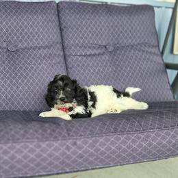 F1B Meet Nico :) - Black and white male Cavapoo puppy in Centerville, Iowa from Barnyard Dachshunds, Dals & Doodles