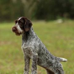 Berger Picard and German Wirehaired Pointer Puppies from Double D Picards and GWPs