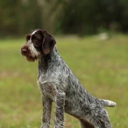 Berger Picard and German Wirehaired Pointer Puppies from Double D Picards and GWPs