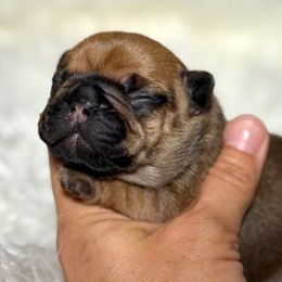Winnifred - Fawn female French Bulldog puppy in Keeseville, New York from Big Sky Frenchies