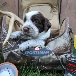 English Springer Spaniel Puppies from White Pine Springer Spaniels