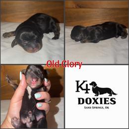 Old Glory - Black and tan male Dachshund puppy in Tulsa, Oklahoma from K4 Doxies