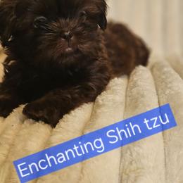 Akc, chocolate Pooky Bear 1300 - Chocolate male Shih Tzu puppy in Dexter, Kentucky from Enchanting Shih tzu